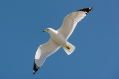 Ring-billed Gull