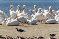 American White Pelicans