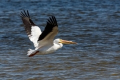 American White Pelican