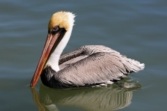 Brown Pelican