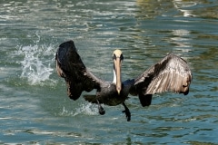Brown Pelican