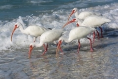 American White Ibis American White Ibis
