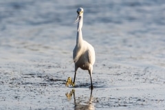 Snowy Egret Snowy Egret