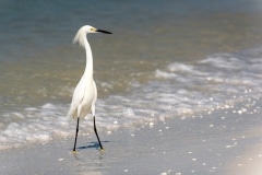 Snowy Egret Snowy Egret