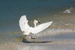 Snowy Egret Snowy Egret