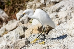 Snowy Egret Snowy Egret