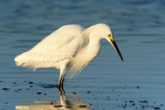 Snowy Egret Snowy Egret