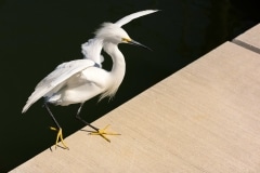Snowy Egret Snowy Egret
