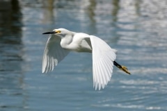 Snowy Egret Snowy Egret