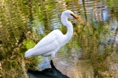 Great Egret Great Egret