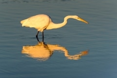Great Egret Great Egret