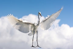Great Egret Great Egret