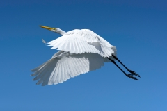 Great Egret Great Egret