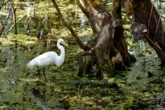 Great Egret Great Egret