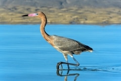 Reddish Egret Reddish Egret