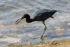 Little Blue Heron Little Blue Heron