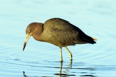 Little Blue Heron Little Blue Heron