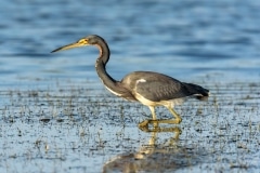 Tricolored Heron Tricolored Heron