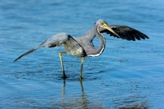 Tricolored Heron Tricolored Heron