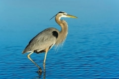 Great Blue Heron Great Blue Heron
