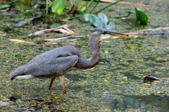 Great Blue Heron Great Blue Heron