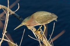 Green Heron Green Heron