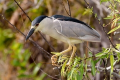Black-crowned Night Heron Black-crowned Night Heron