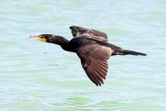 Double-crested Cormorant Double-crested Cormorant