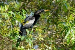 Anhinga Anhinga