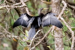 Anhinga Anhinga