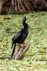 Anhinga Anhinga