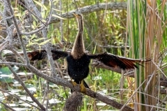 Anhinga Anhinga