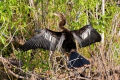 Anhinga Anhinga
