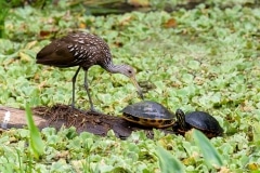LImpkin and Florida Red-bellied Cooters LImpkin and Florida Red-bellied Cooters