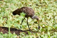 Limpkin Limpkin