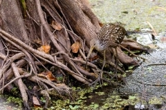Limpkin Limpkin