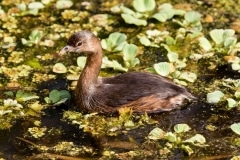 Pied-billed Grebe Pied-billed Grebe