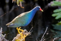 Purple Gallinule Purple Gallinule