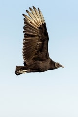 American Black Vulture American Black Vulture