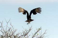 American Black Vulture American Black Vulture