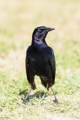 Boat-tailed Grackle Boat-tailed Grackle