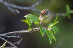 Palm Warbler Palm Warbler