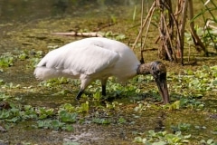 Wood Stork Wood Stork