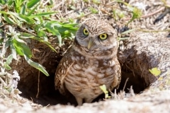 Burrowing Owl Burrowing Owl