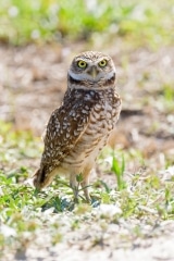 Burrowing Owl Burrowing Owl