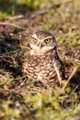 Burrowing Owl Burrowing Owl