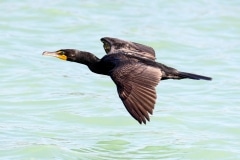 Double-crested Cormorant