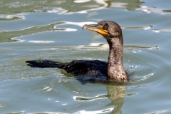 Double-crested Cormorant