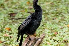 Anhinga