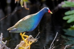 Purple Gallinule Purple Gallinule
